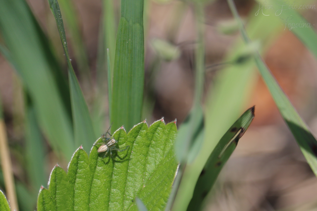 Oxyopes lineatus