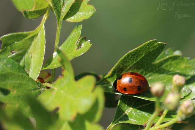 Coccinella septempunctata - hétpettyes katica