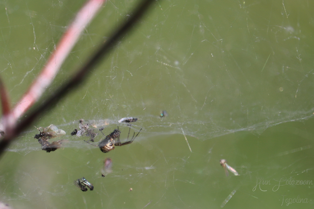 Linyphiidae - vitorláspókok