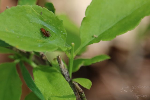 Nigma flavescens - vöröslő hamvaspók