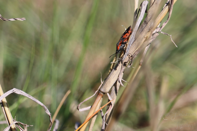 Lygaeus equestris/simulans