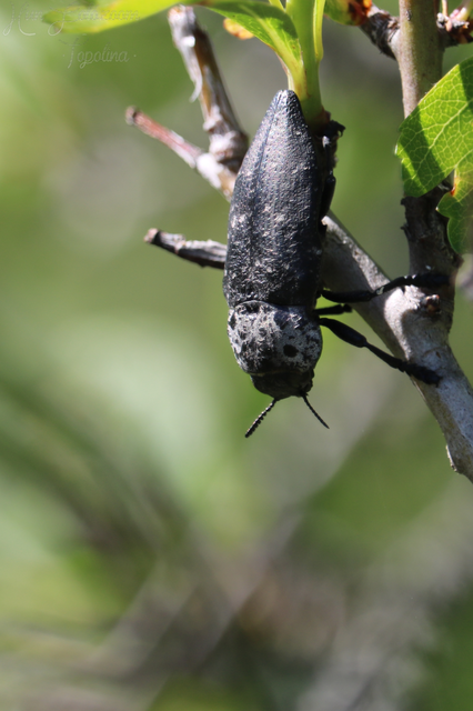 Capnodis tenebrionis - kökény-tükrösdíszbogár