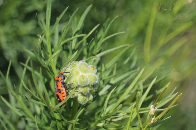Lygaeus equestris/simulans