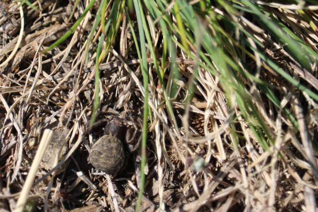 Thomisidae - karolópókok