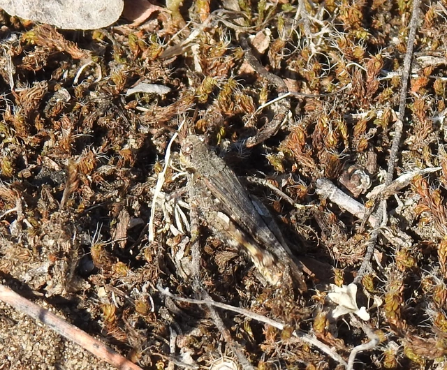 Acrotylus insubricus - önbeásósáska