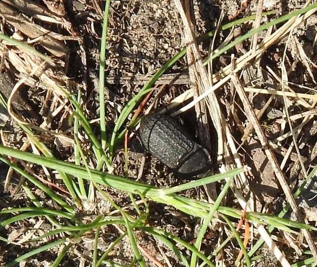 Opatrum sabulosum - sároshátú gyászbogár