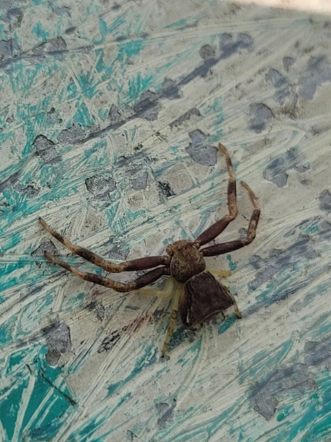 Pistius truncatus - csonka karolópók
