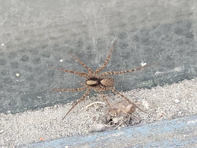 Pardosa