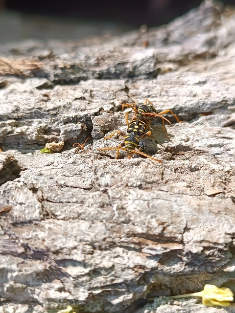 Plagionotus arcuatus - bársonyos darázscincér