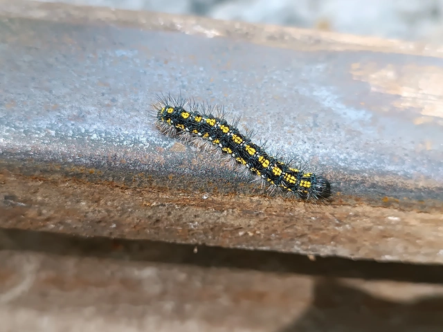 Callimorpha dominula - fémes medvelepke
