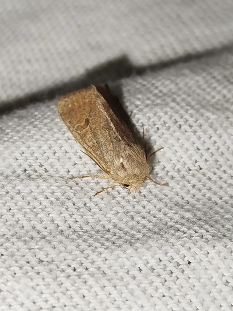 Orthosia cruda - kis barkabagoly
