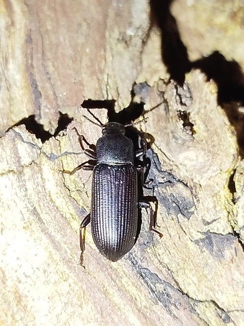 Menephilus cylindricus - fogasnyakú gyászbogár
