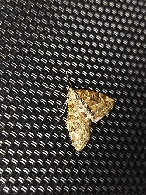 Thera variata/britannica