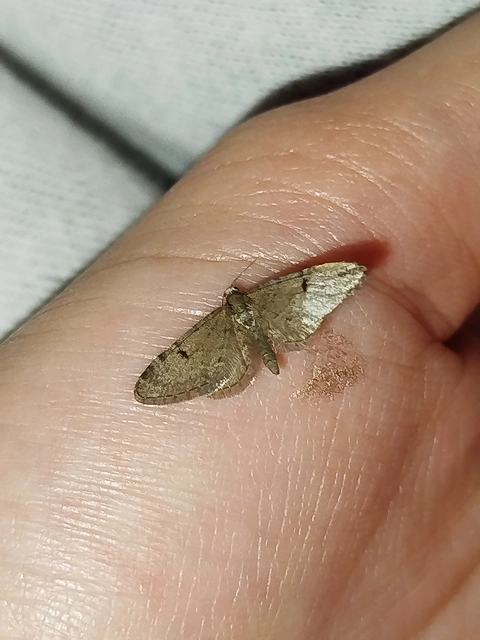 Eupithecia indigata - erdeifenyő-törpearaszoló