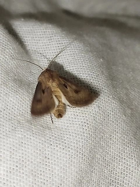 Agrotis exclamationis - felkiáltójeles földibagoly