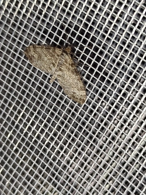 Lobophora halterata - szárnyfüggelékes araszoló