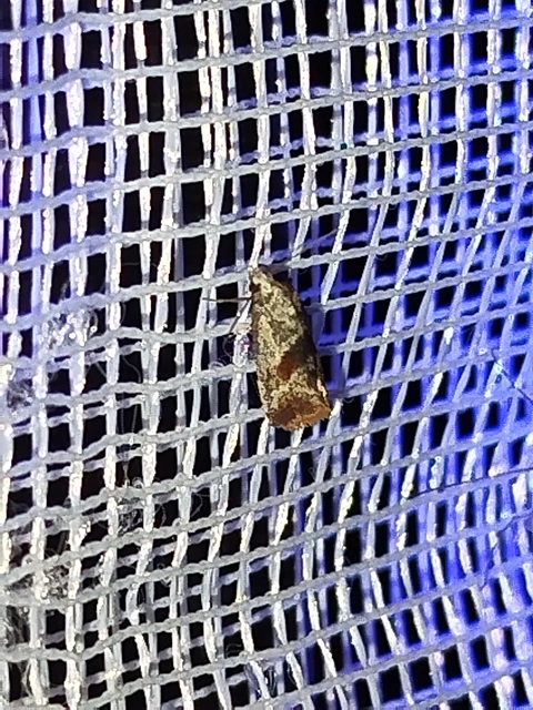 Falseuncaria ruficiliana - mezei fúrómoly
