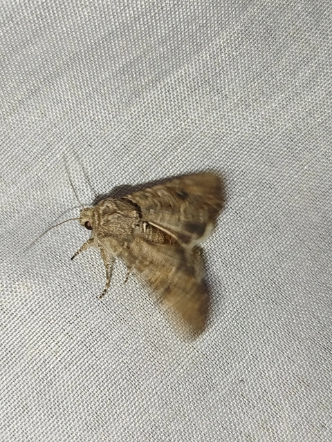 Hadula trifolii - lóherebagoly