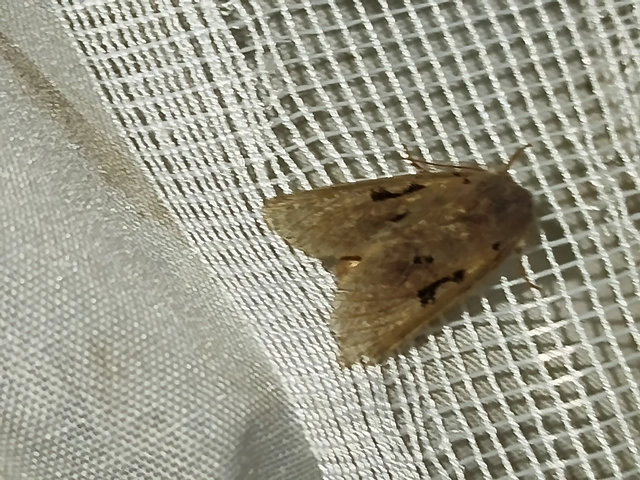 Orthosia gothica - feketefoltos barkabagoly