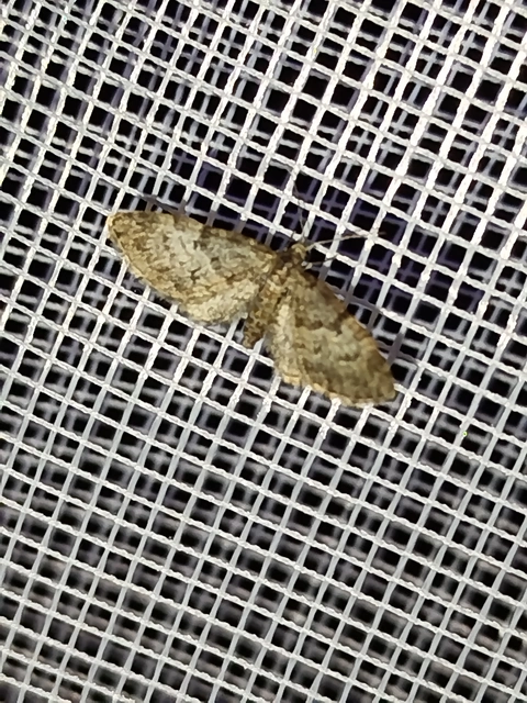 Eupithecia dodoneata - tölgy-törpearaszoló