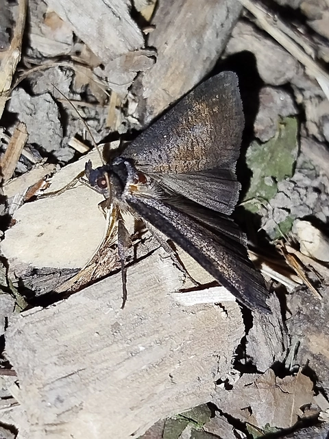 Lygephila procax - fekete csüdfűbagoly