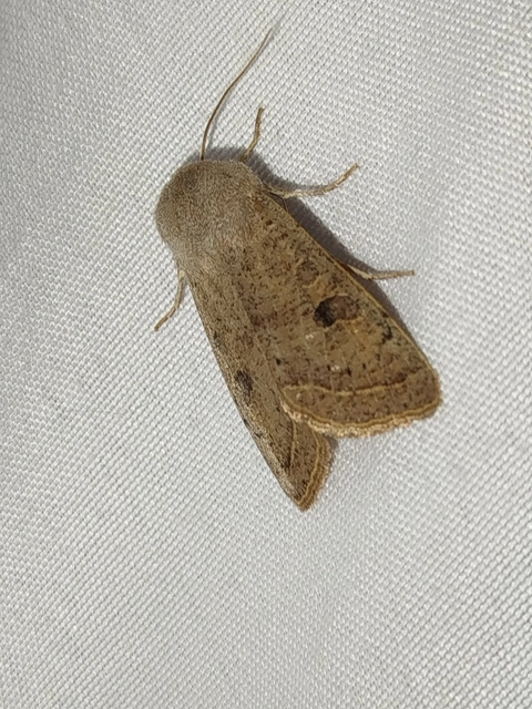 Orthosia gracilis - karcsú barkabagoly