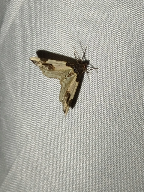 Ligdia adustata - barna levélaraszoló