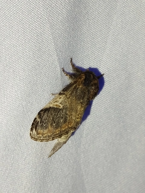 Notodonta tritophus - tarajos púposszövő