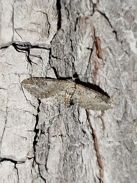 Eupithecia ochridata - mezeiüröm-törpearaszoló