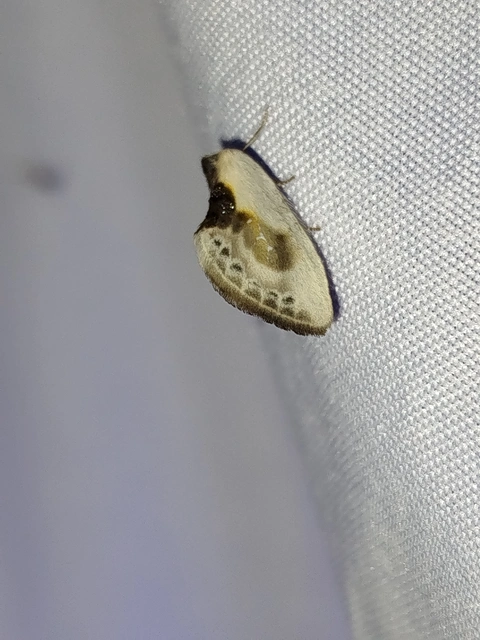 Cilix glaucata - törpe sarlósszövő