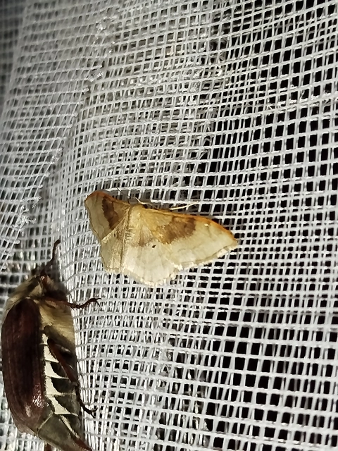 Idaea degeneraria - barnasávos araszoló