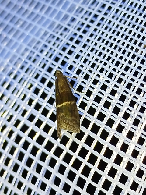 Elegia atrifasciella - füstös karcsúmoly