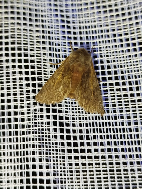 Cerastis rubricosa - vörhenyes tavaszibagoly