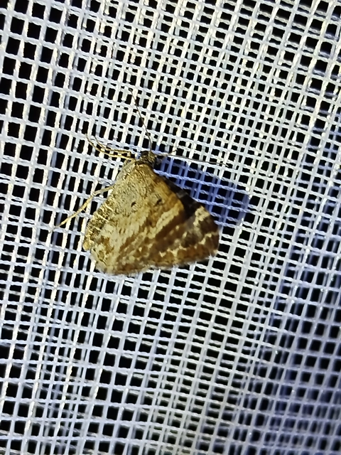 Epirrhoe alternata - galaj-tarkaaraszoló