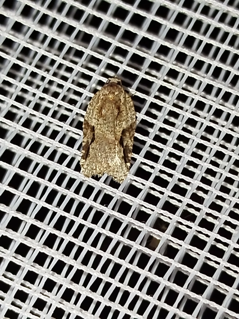 Acleris lacordairana - szilfa-levélmoly