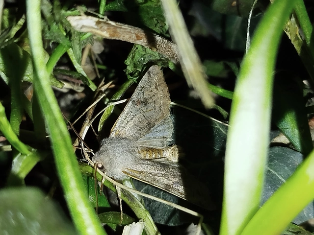 Orthosia incerta - változékony barkabagoly