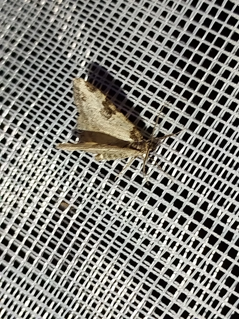 Xanthorhoe fluctuata - közönséges tarkaaraszoló