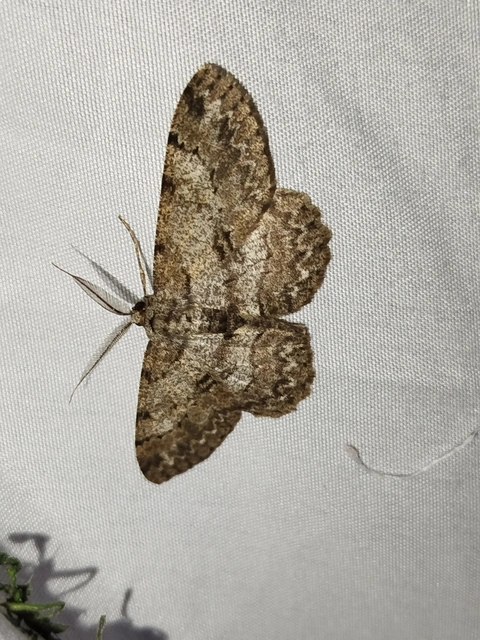 Hypomecis punctinalis - pettyes faaraszoló