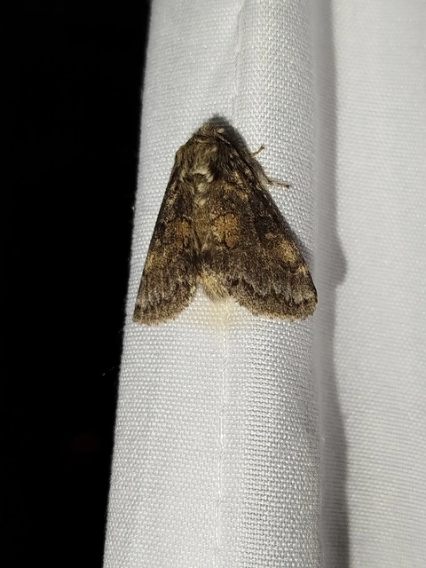 Gluphisia crenata - kormos púposszövő