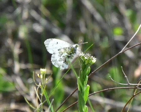 Anthocharis cardamines - hajnalpírlepke