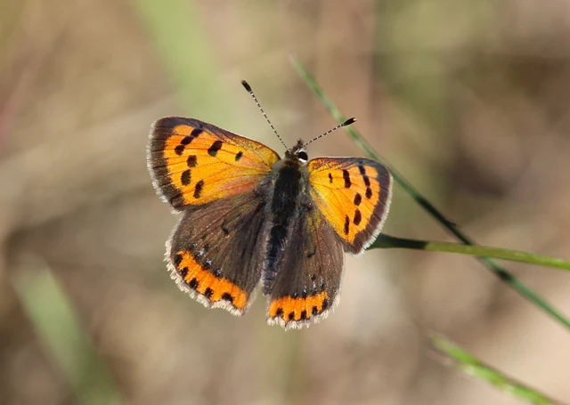 Lycaena phlaeas - közönséges tűzlepke