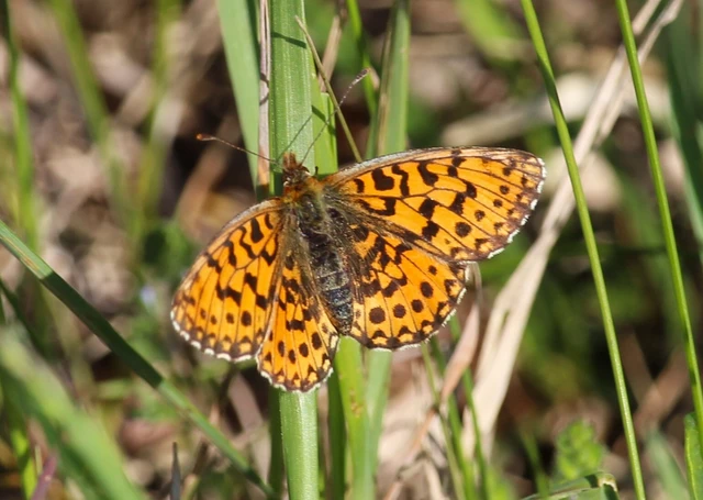 Boloria dia - kis gyöngyházlepke