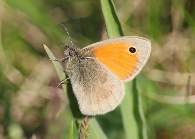 Coenonympha pamphilus - kis szénalepke