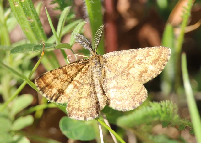 Ematurga atomaria - barna rétiaraszoló