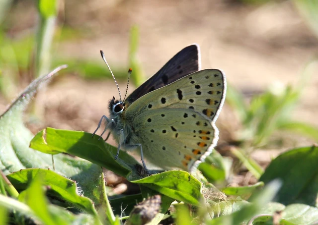 Lycaena tityrus - barna tűzlepke