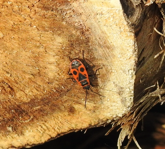 Pyrrhocoris apterus - verőköltő poloska