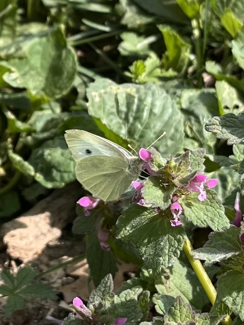 Pieris rapae - répalepke