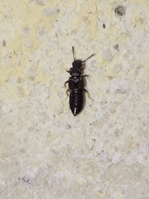 Anotylus rugosus - rovátkáshátú korhóholyva Anotylus rugosus - rovátkáshátú korhóholyva