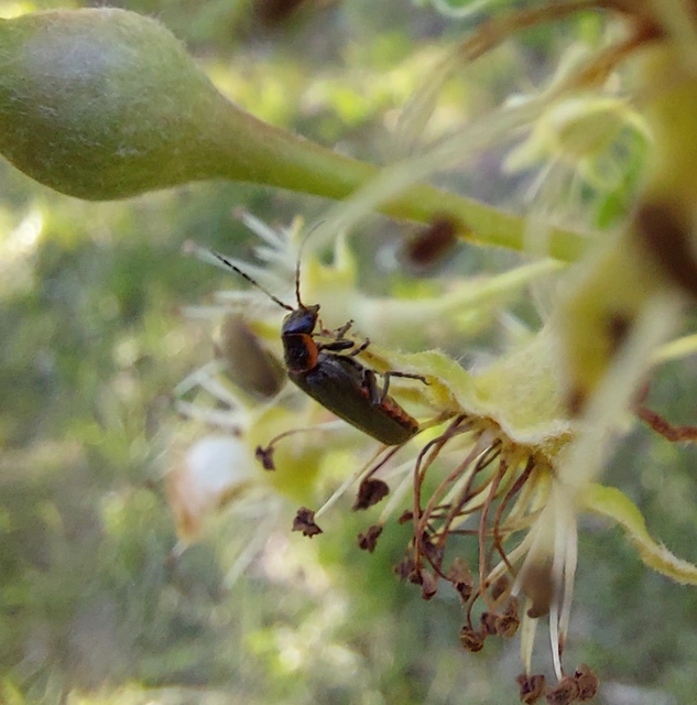 Cantharis