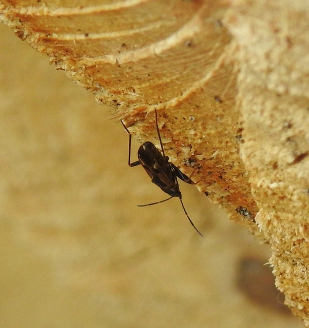 Rhyparochromus vulgaris - közönséges díszesbodobács